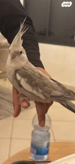 תמונת מודעה - חיות מחמד