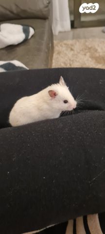 תמונת מודעה - חיות מחמד