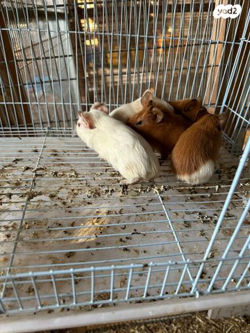 תמונת מודעה - חיות מחמד