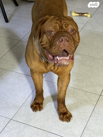 תמונת מודעה - חיות מחמד