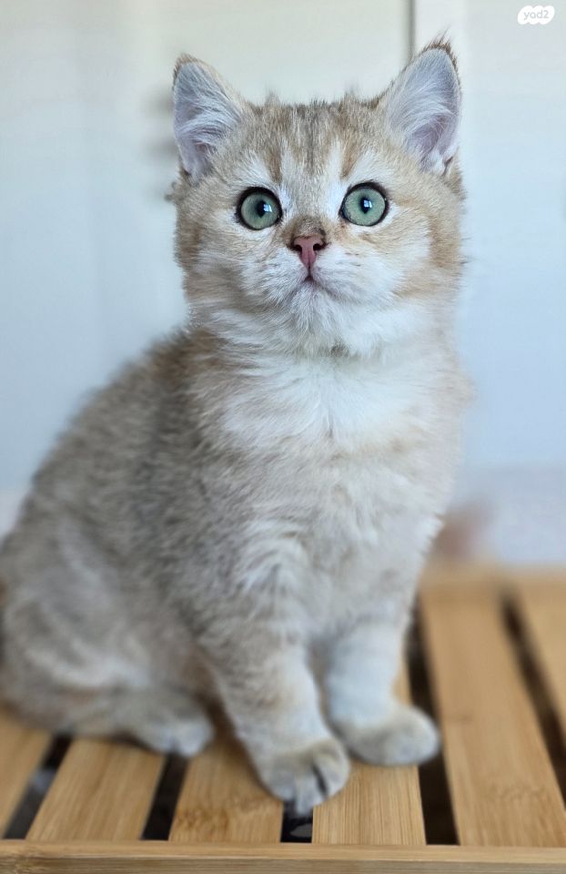 תמונת מודעה - חיות מחמד