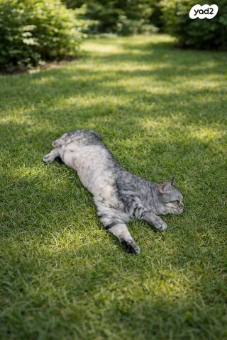 תמונת מודעה - חיות מחמד