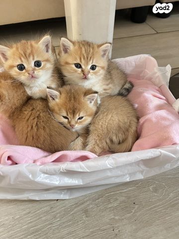 תמונת מודעה - חיות מחמד