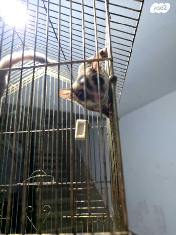 תמונת מודעה - חיות מחמד