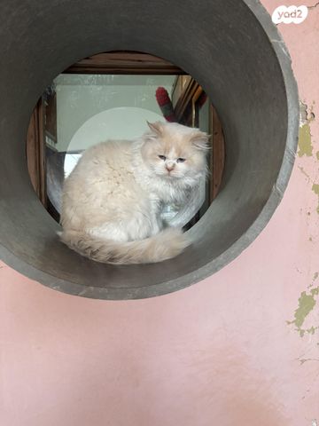 תמונת מודעה - חיות מחמד