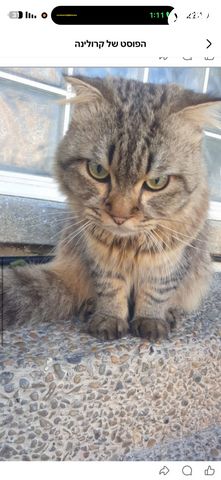 תמונת מודעה - חיות מחמד