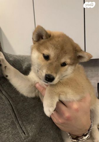 תמונת מודעה - חיות מחמד