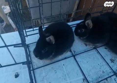 תמונת מודעה - חיות מחמד