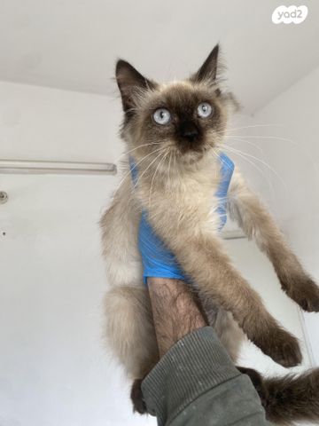 תמונת מודעה - חיות מחמד