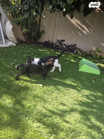 תמונת מודעה - חיות מחמד