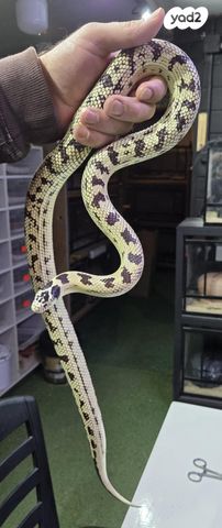 תמונת מודעה - חיות מחמד