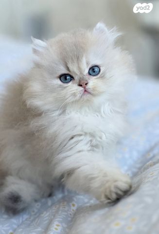 תמונת מודעה - חיות מחמד