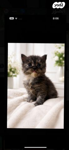 תמונת מודעה - חיות מחמד