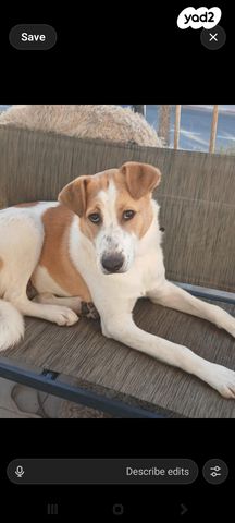 תמונת מודעה - חיות מחמד