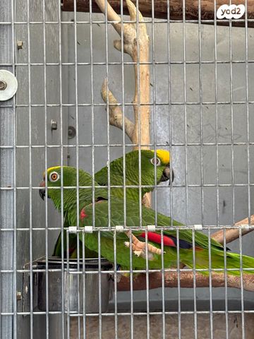 תמונת מודעה - חיות מחמד