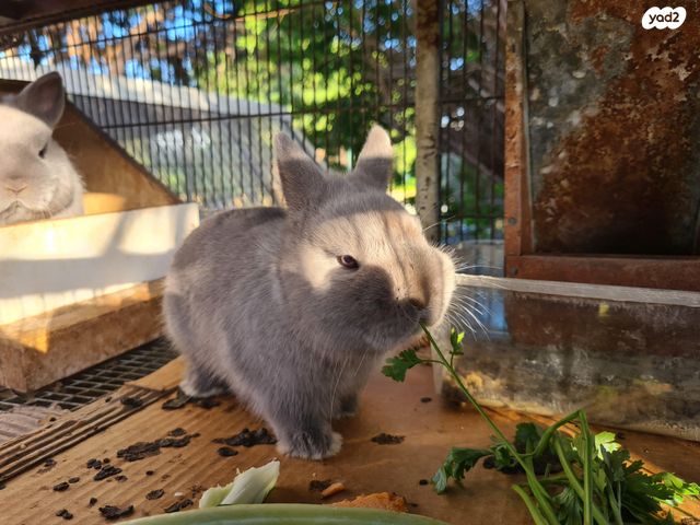 תמונת מודעה - חיות מחמד