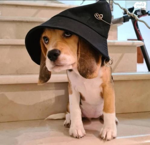 תמונת מודעה - חיות מחמד