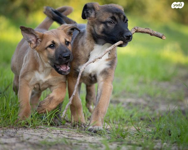 תמונת מודעה - חיות מחמד