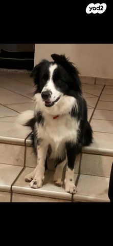 תמונת מודעה - חיות מחמד