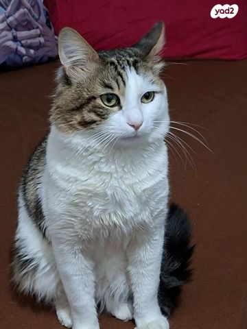 תמונת מודעה - חיות מחמד