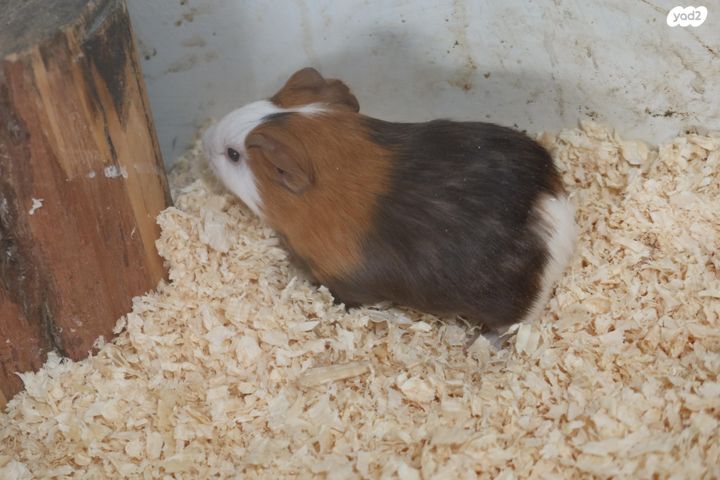 תמונת מודעה - חיות מחמד