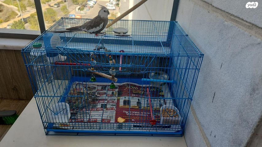 תמונת מודעה - חיות מחמד