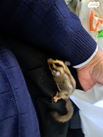 תמונת מודעה - חיות מחמד