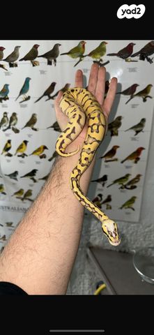 תמונת מודעה - חיות מחמד