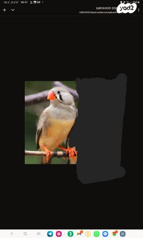 תמונת מודעה - חיות מחמד