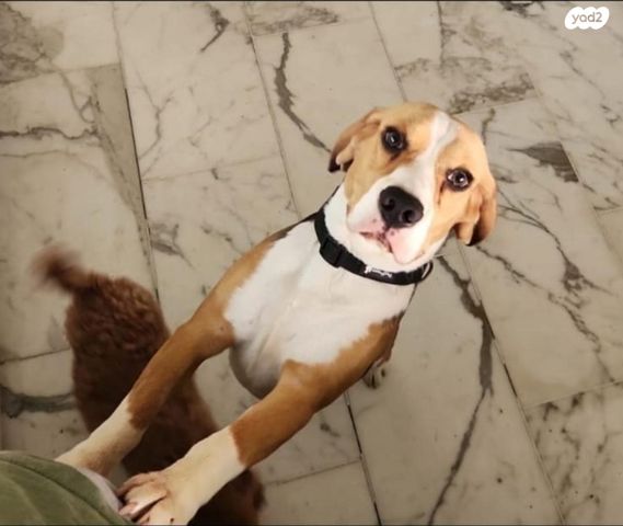 תמונת מודעה - חיות מחמד