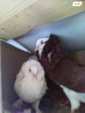 תמונת מודעה - חיות מחמד