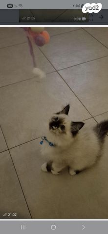 תמונת מודעה - חיות מחמד