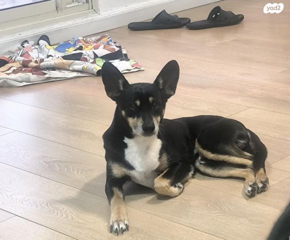 תמונת מודעה - חיות מחמד