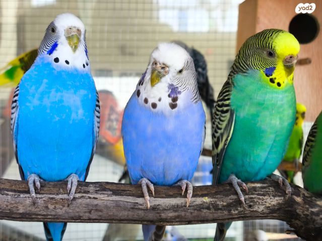 תמונת מודעה - חיות מחמד