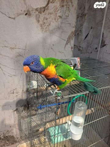 תמונת מודעה - חיות מחמד