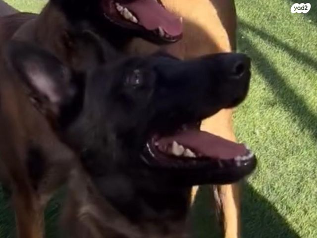 תמונת מודעה - חיות מחמד