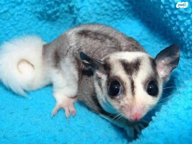 תמונת מודעה - חיות מחמד