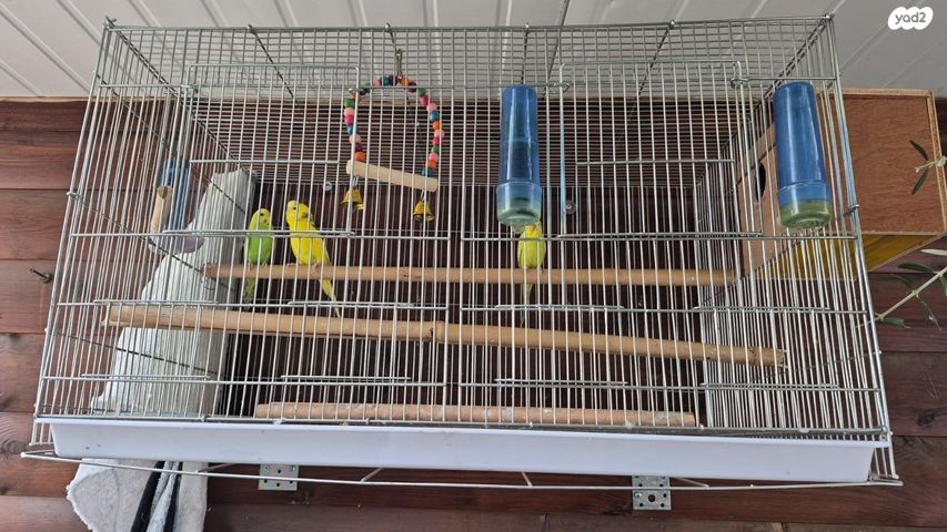 תמונת מודעה - חיות מחמד