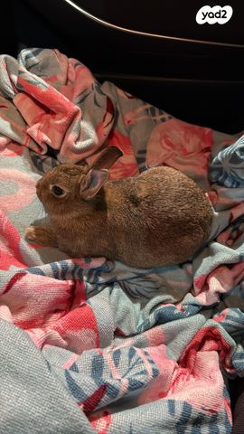 תמונת מודעה - חיות מחמד