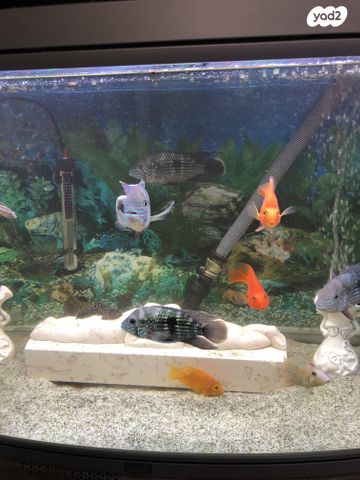 דג ציקלידים