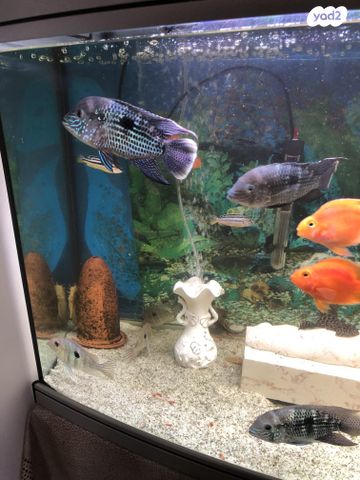 דג ציקלידים