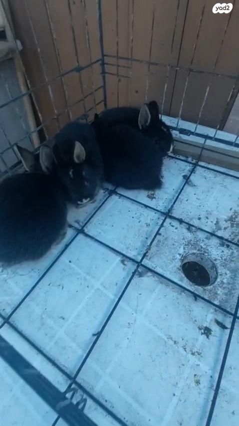 מכרסם ארנב ננסי