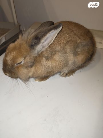 מכרסם ארנב \ שפן