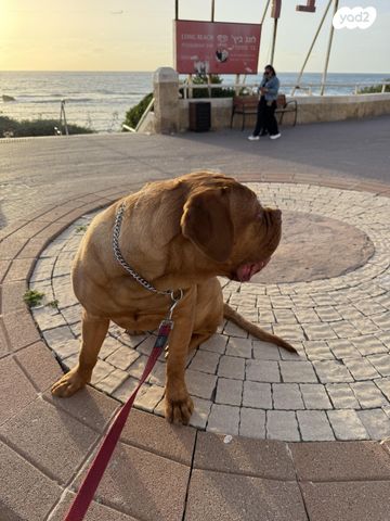 כלב דוג דה בורדו