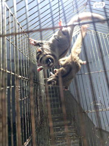 מכרסם סנאי מעופף \ שוגר