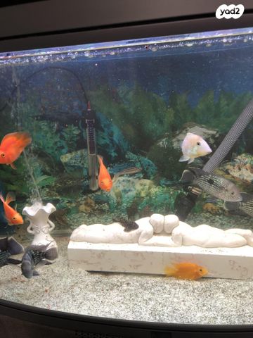 דג ציקלידים