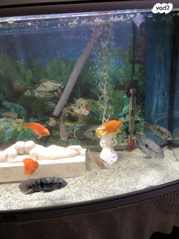 דג ציקלידים