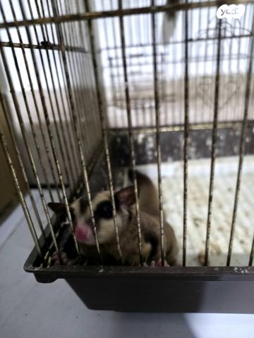 מכרסם סנאי מעופף \ שוגר