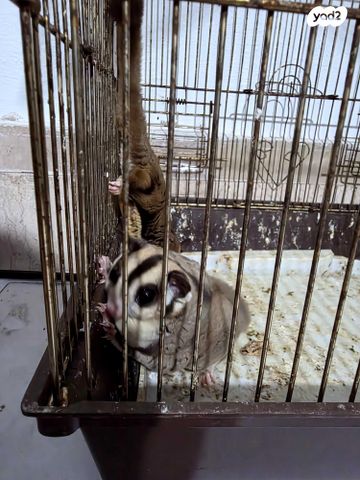 מכרסם סנאי מעופף \ שוגר