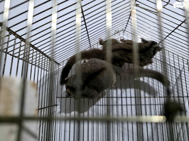 מכרסם סנאי מעופף \ שוגר